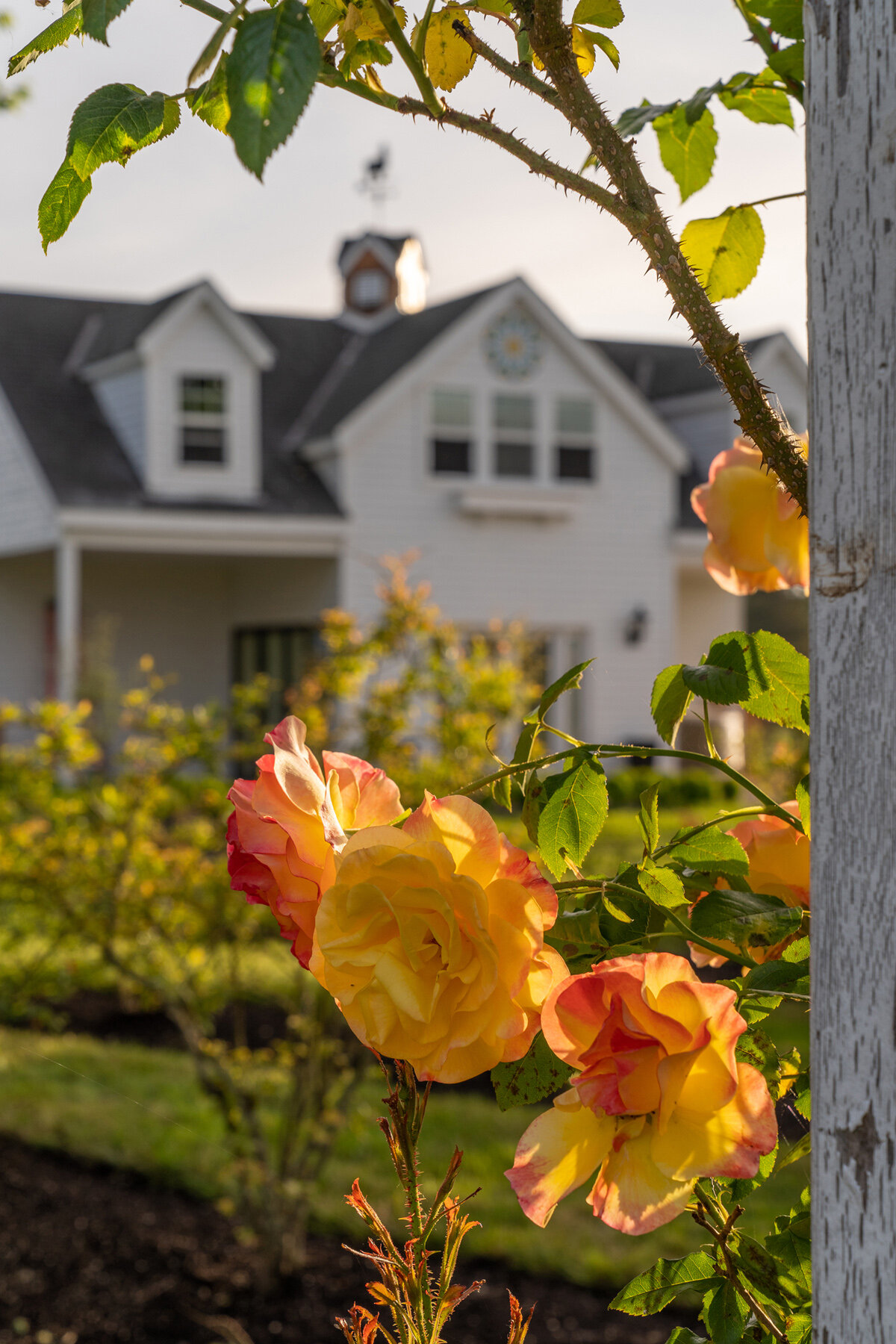 Oakwood Gardens_Hillsboro Oregon_Spring 2020