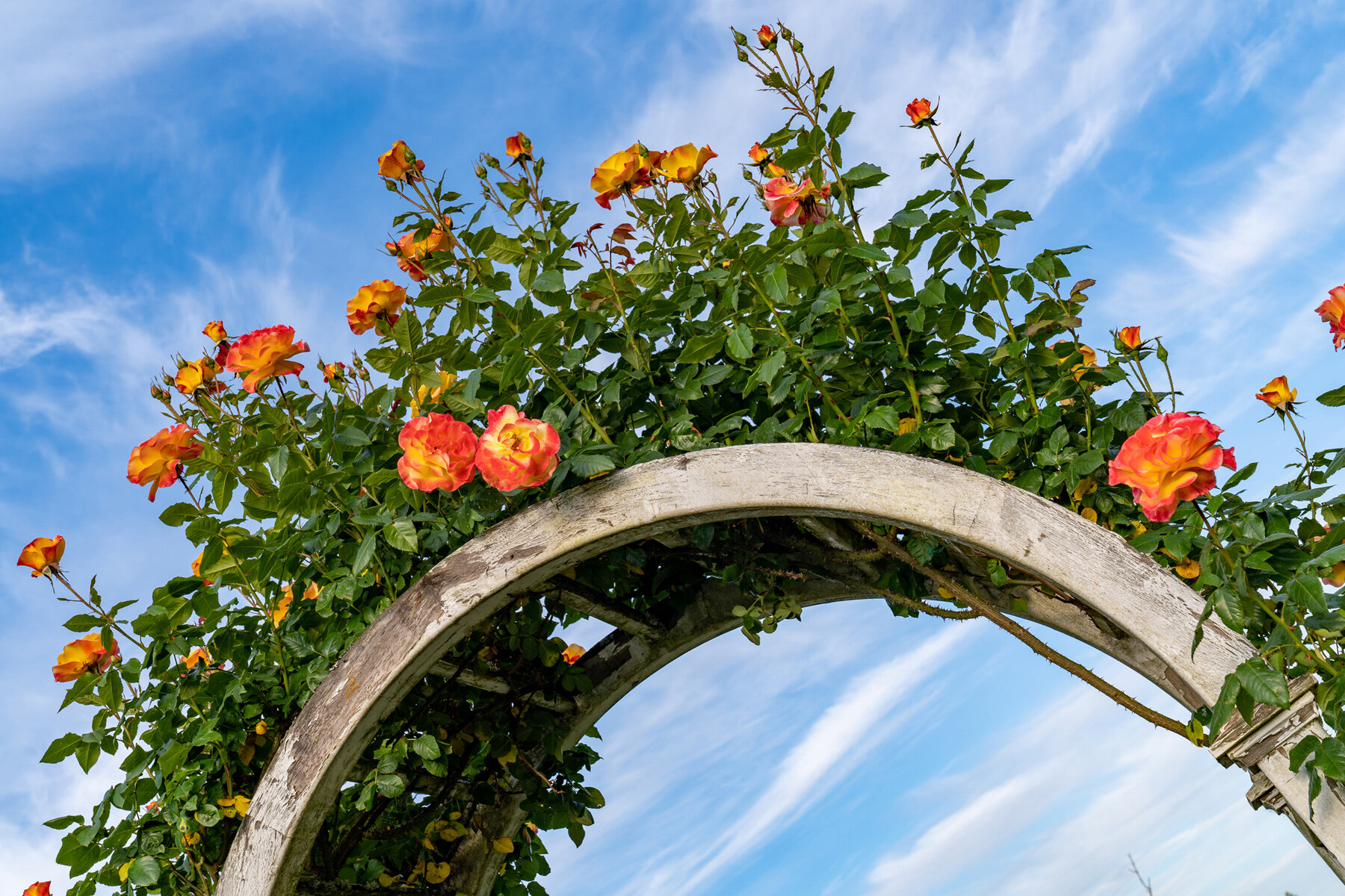 Oakwood Gardens_Hillsboro Oregon_Spring 2020