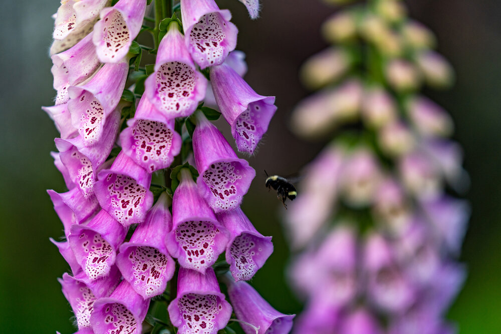 Oakwood Gardens_Hillsboro Oregon_Spring 2020