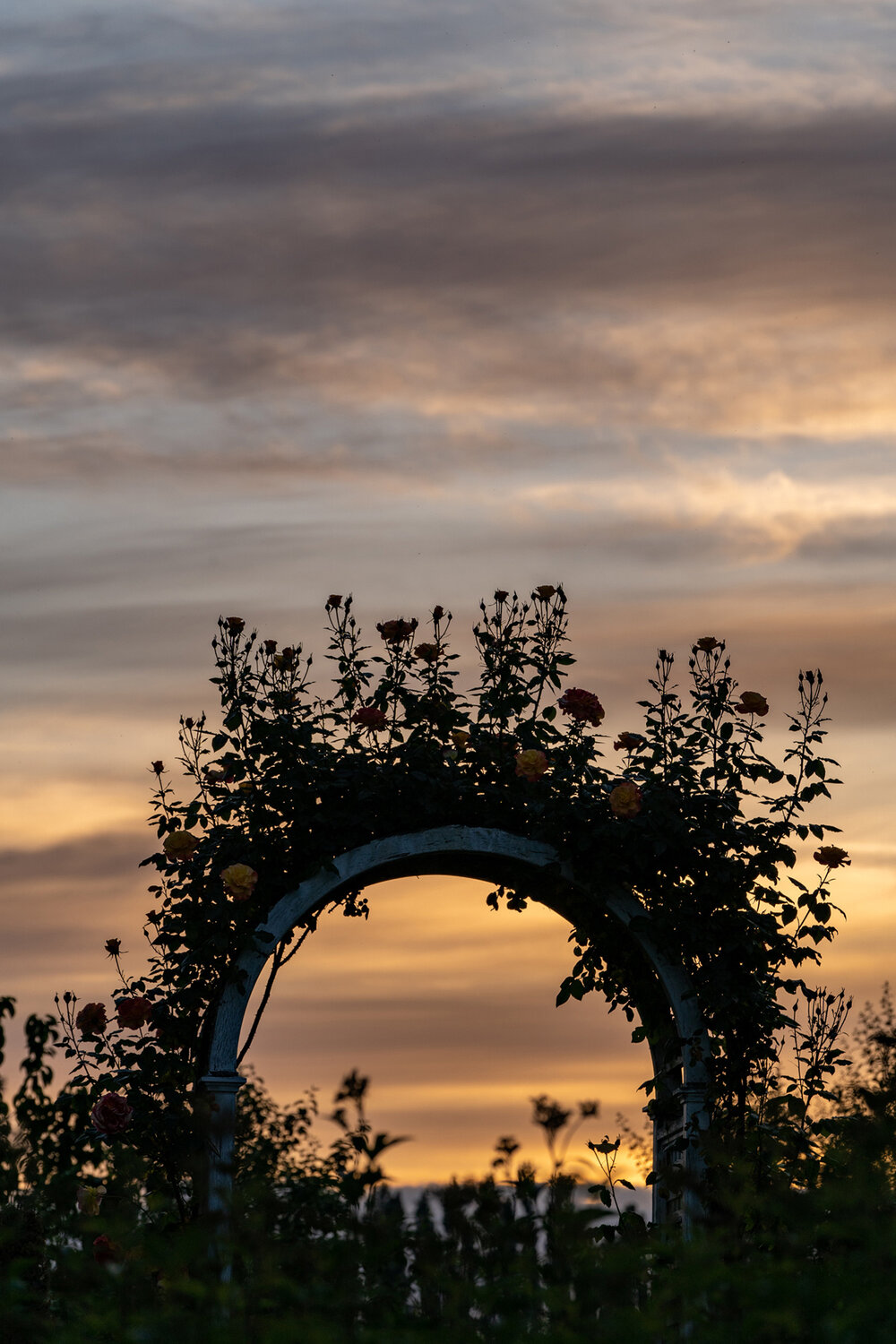 Oakwood Gardens_Hillsboro Oregon_Spring 2020