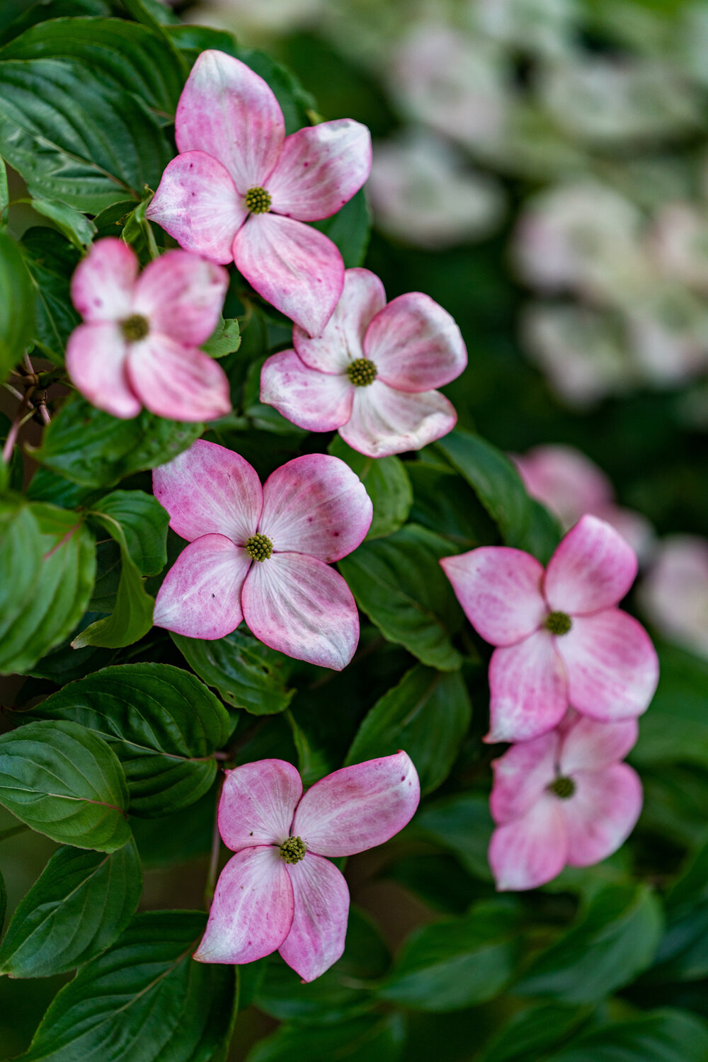 Oakwood Gardens_Hillsboro Oregon_Spring 2020