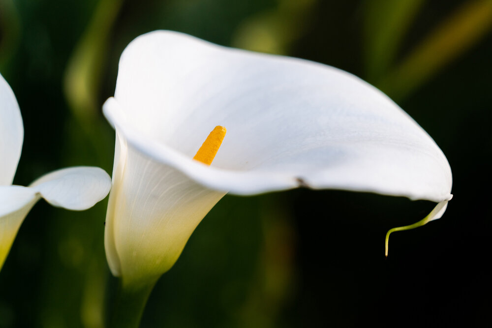 Oakwood Gardens_Hillsboro Oregon_Spring 2020