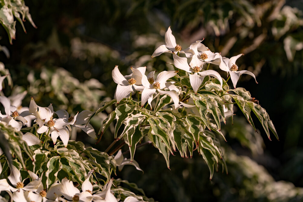 Oakwood Gardens_Hillsboro Oregon_Spring 2020