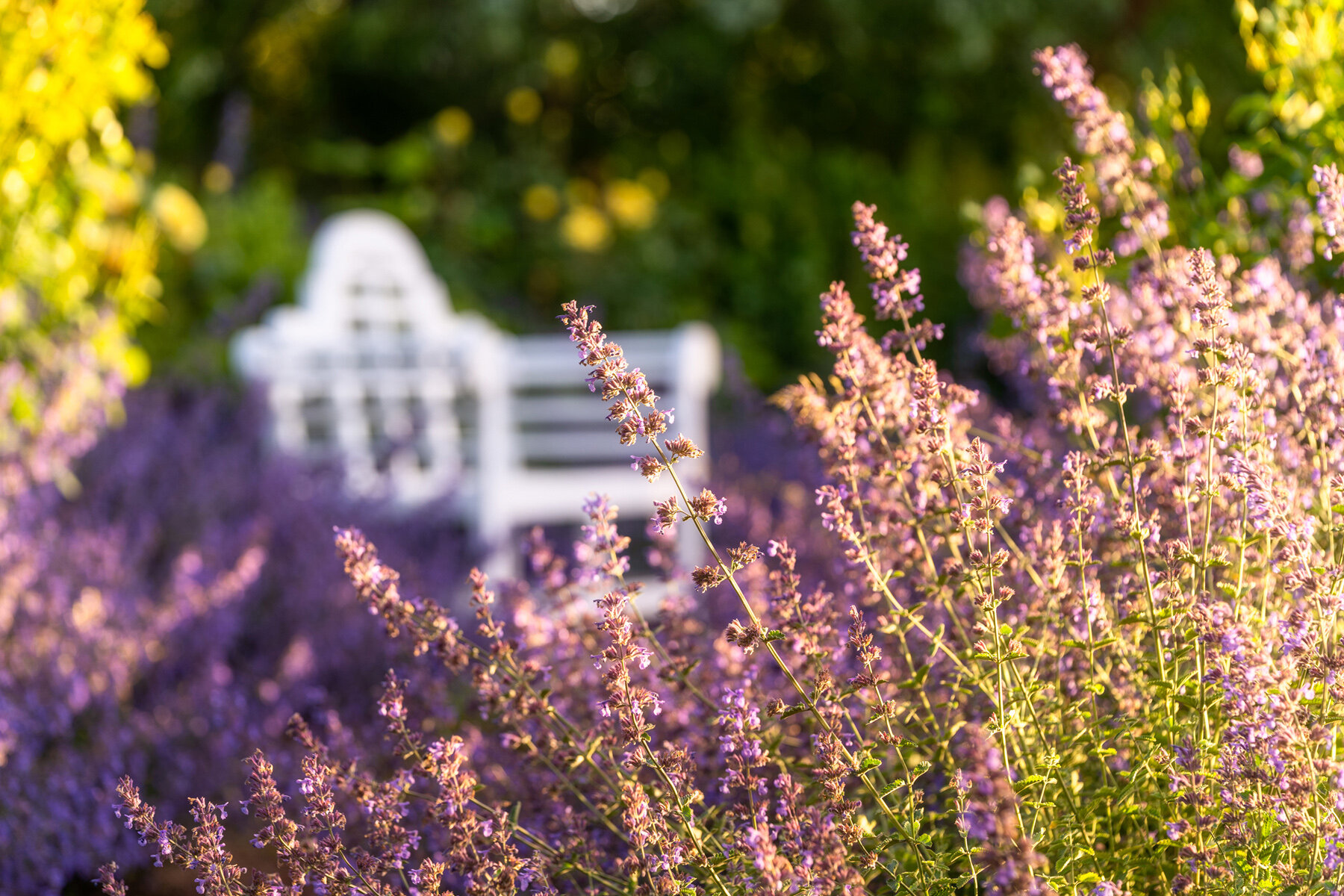 Oakwood Gardens_Hillsboro Oregon_Spring 2020