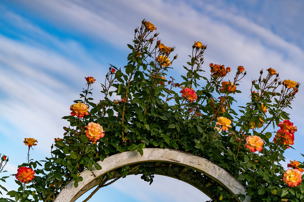 Oakwood Gardens_Hillsboro Oregon_Spring 2020