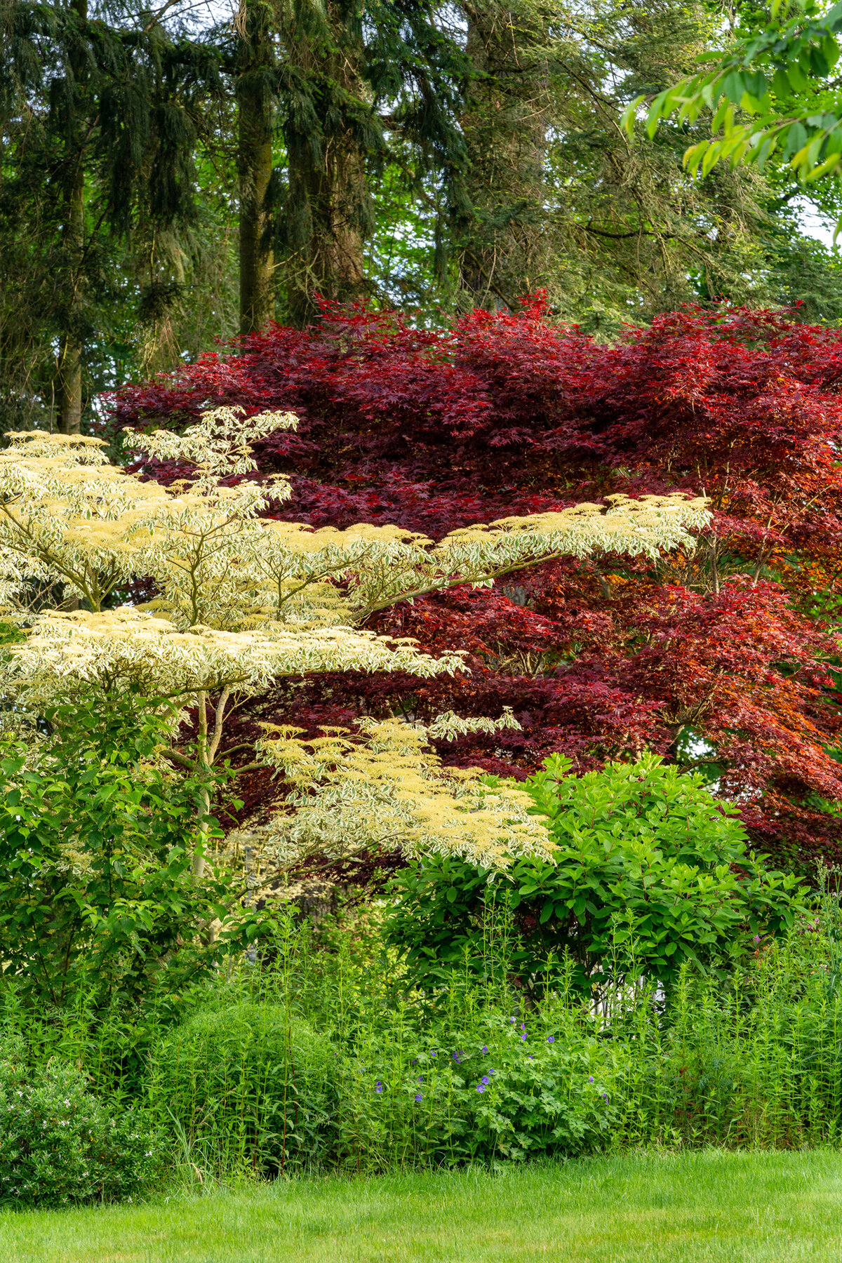 Oakwood Gardens_Hillsboro Oregon_Spring 2020