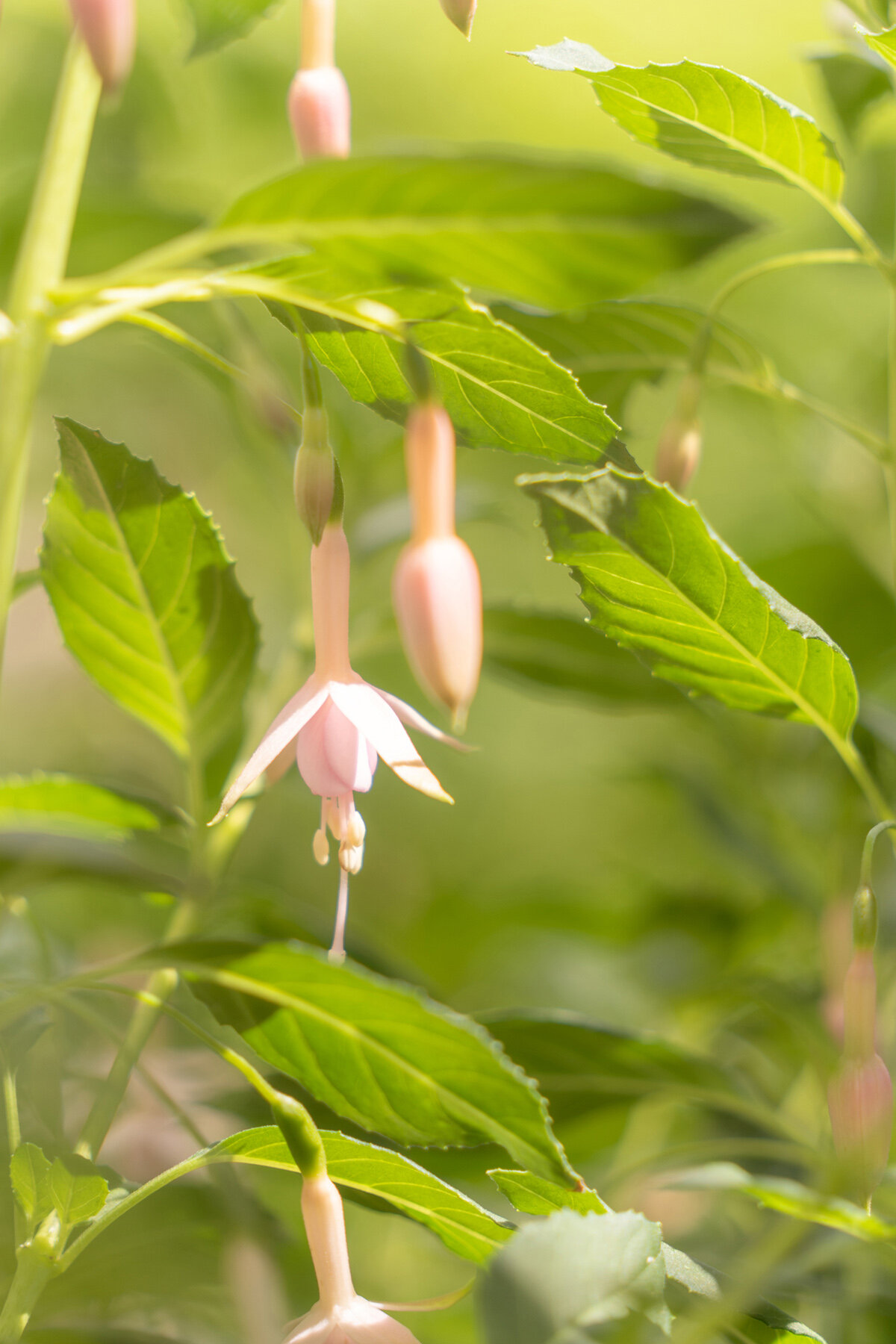 Oakwood Gardens_Hillsboro Oregon_Spring 2020