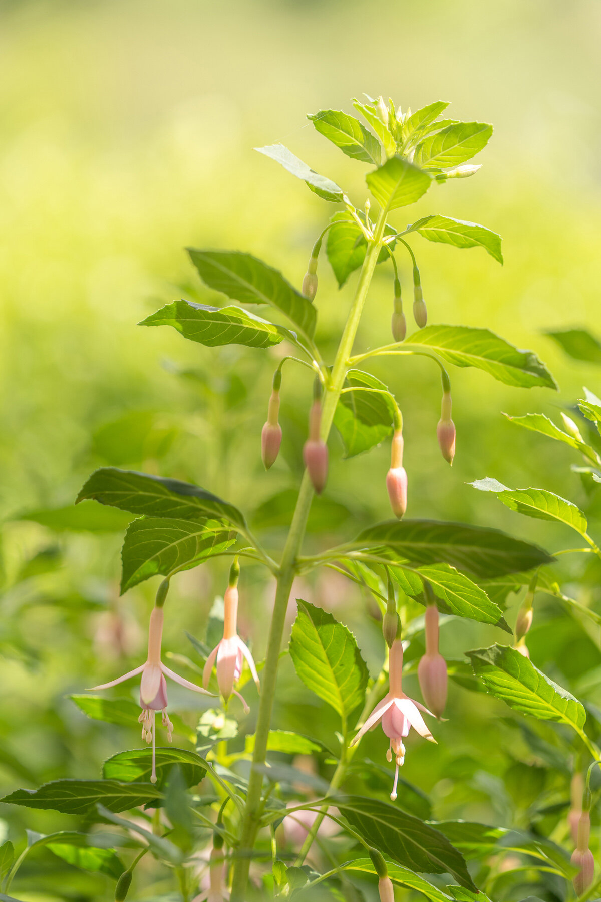 Oakwood Gardens_Hillsboro Oregon_Spring 2020