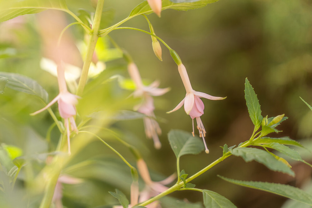 Oakwood Gardens_Hillsboro Oregon_Spring 2020