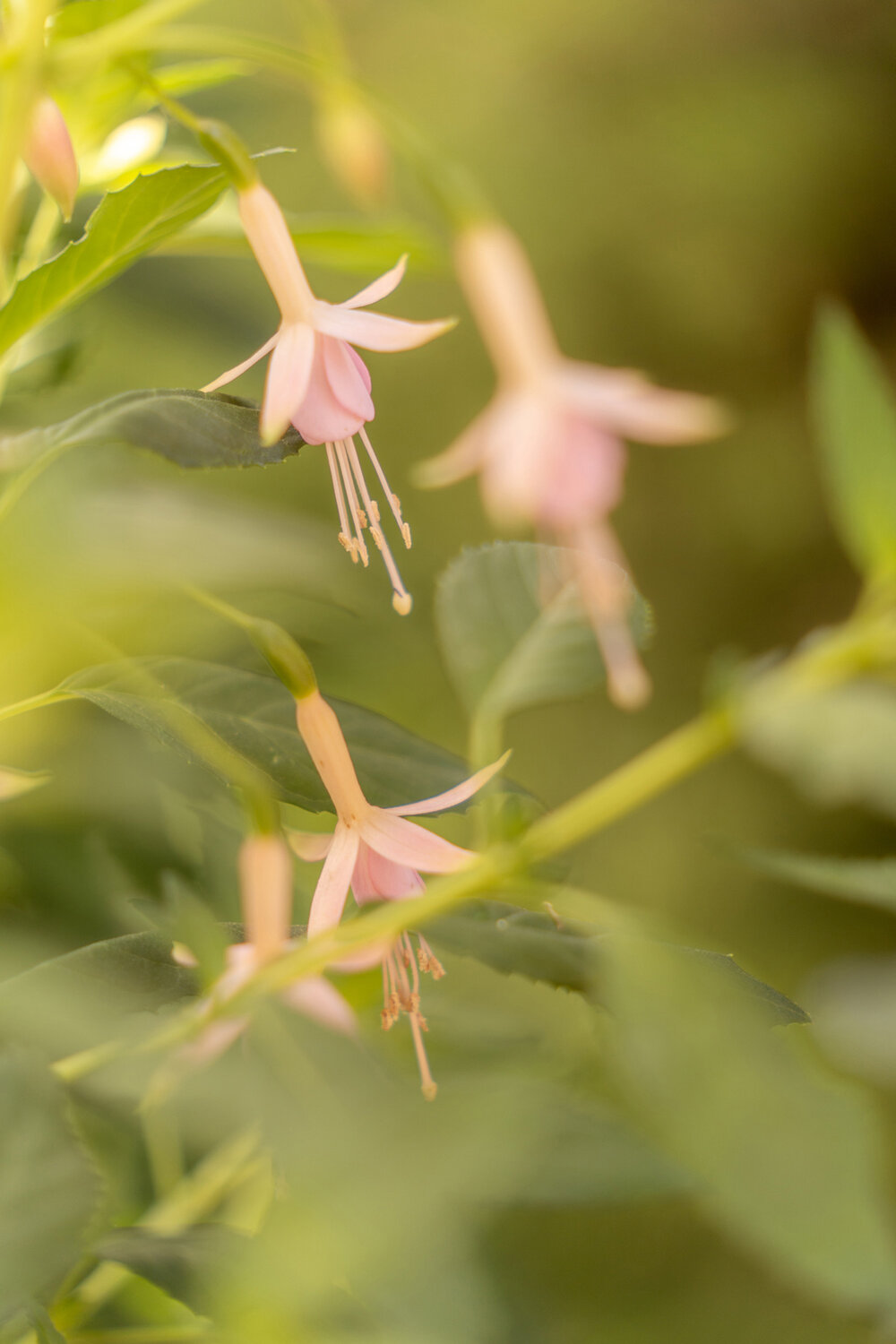 Oakwood Gardens_Hillsboro Oregon_Spring 2020