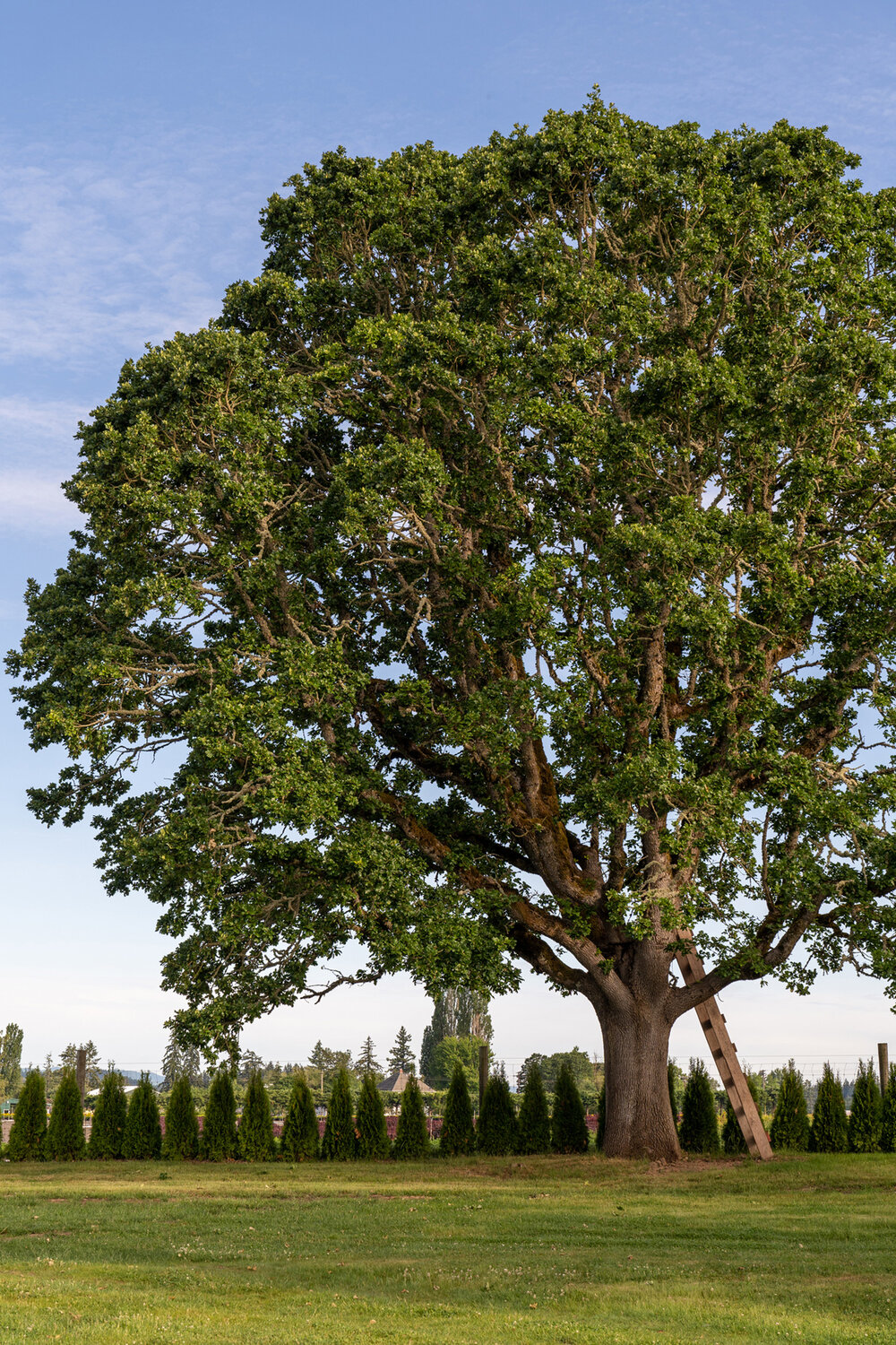 Oakwood Gardens_Hillsboro Oregon_Spring 2020