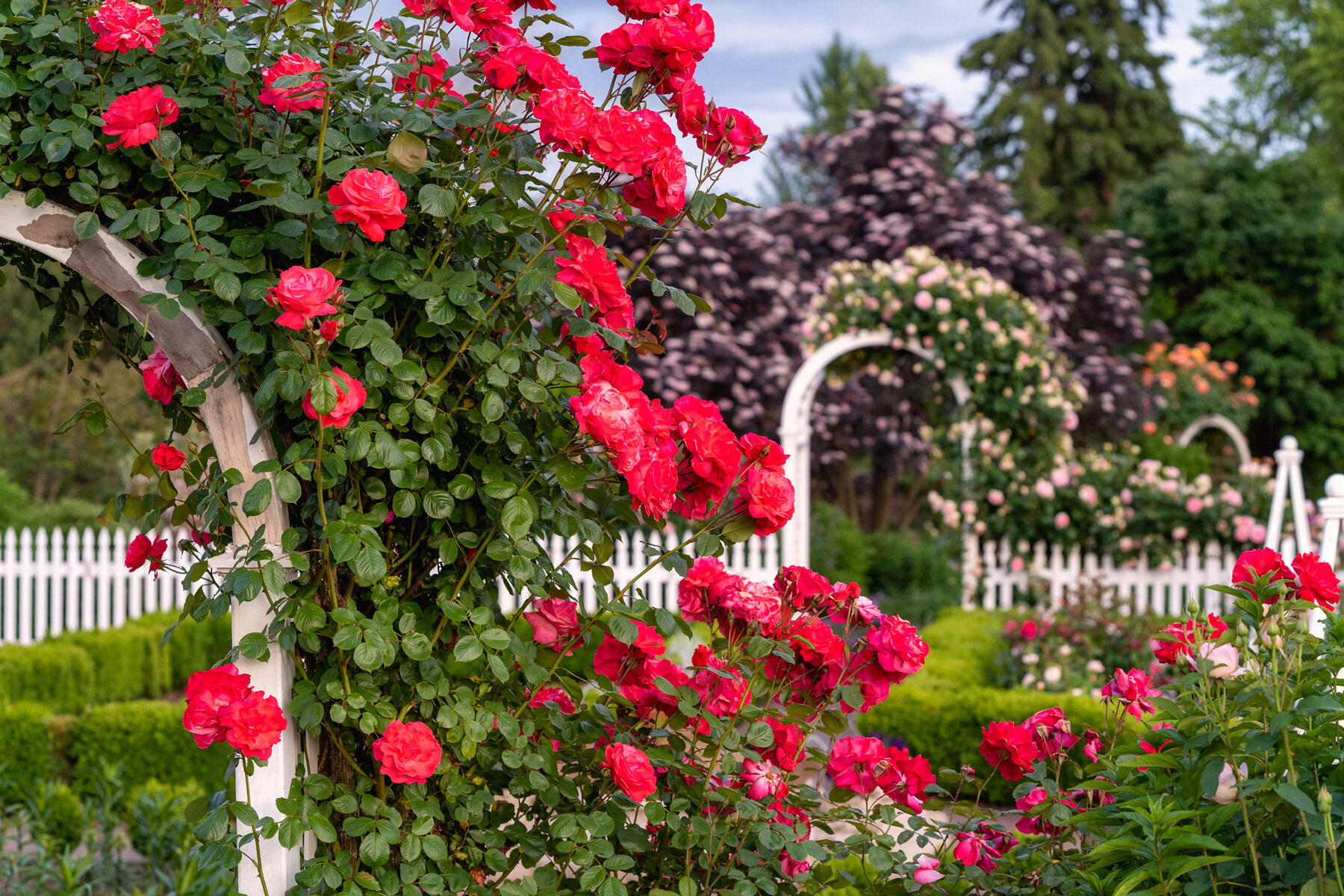 Oakwood Gardens_Hillsboro Oregon_Spring 2020