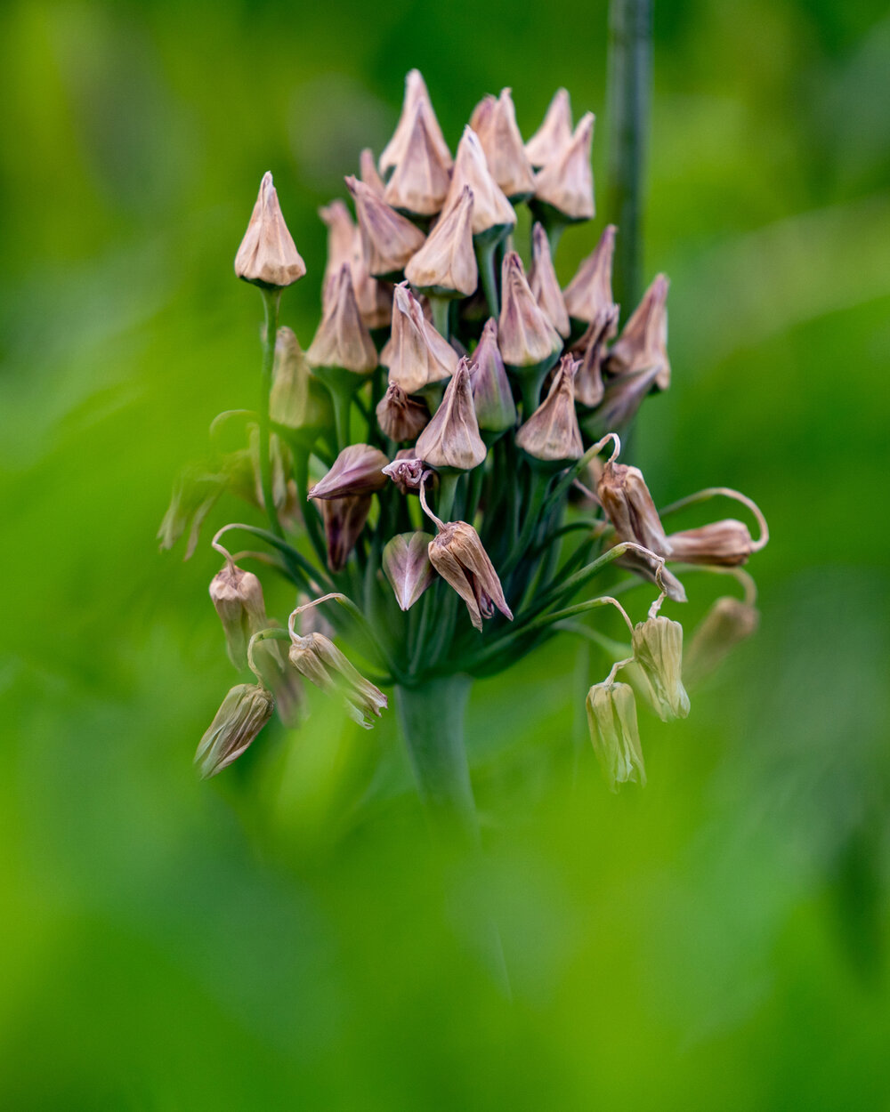 Oakwood Gardens_Hillsboro Oregon_Spring 2020