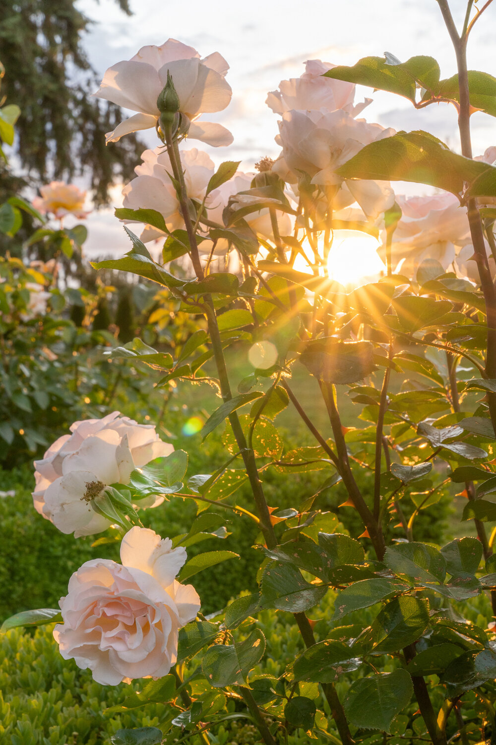 Oakwood Gardens_Hillsboro Oregon_Spring 2020