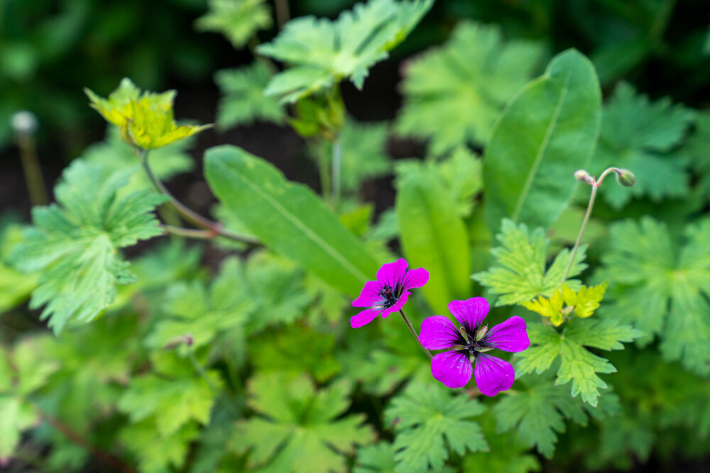 Oakwood Gardens_Hillsboro Oregon_Spring 2020