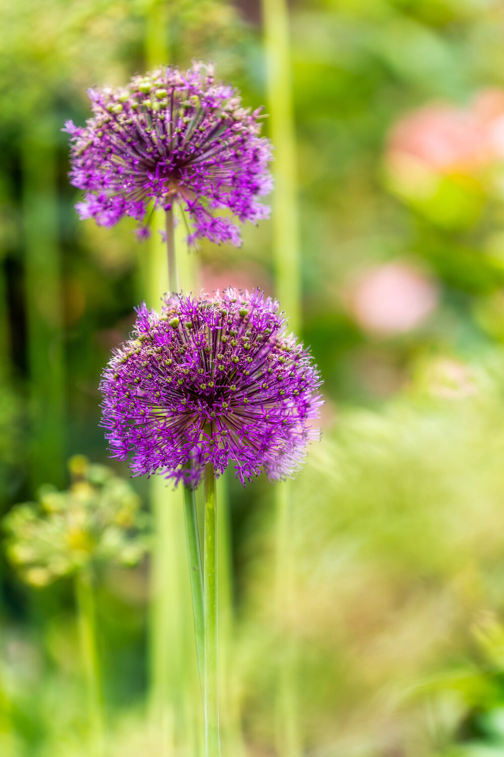 Oakwood Gardens_Hillsboro Oregon_Spring 2020