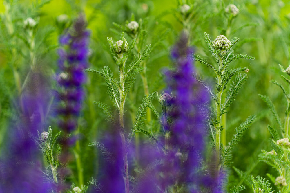 Oakwood Gardens_Hillsboro Oregon_Spring 2020