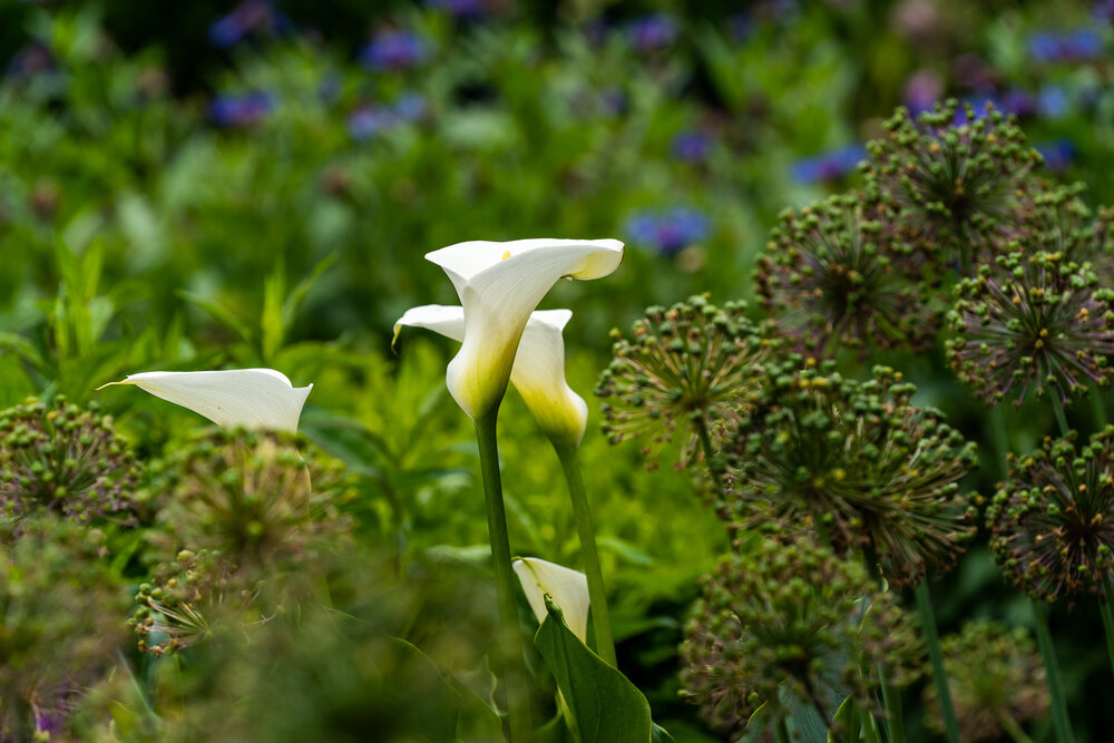 Oakwood Gardens_Hillsboro Oregon_Spring 2020