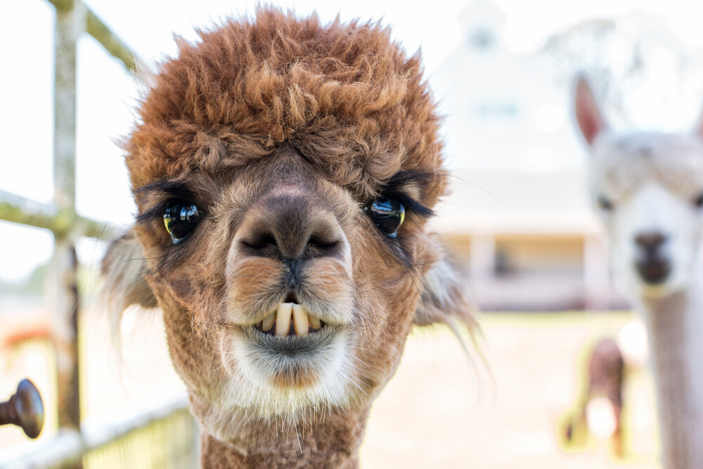 Wasim Muklashy Photography_Oakwood Gardens Alpaca_Oregon_102.jpg