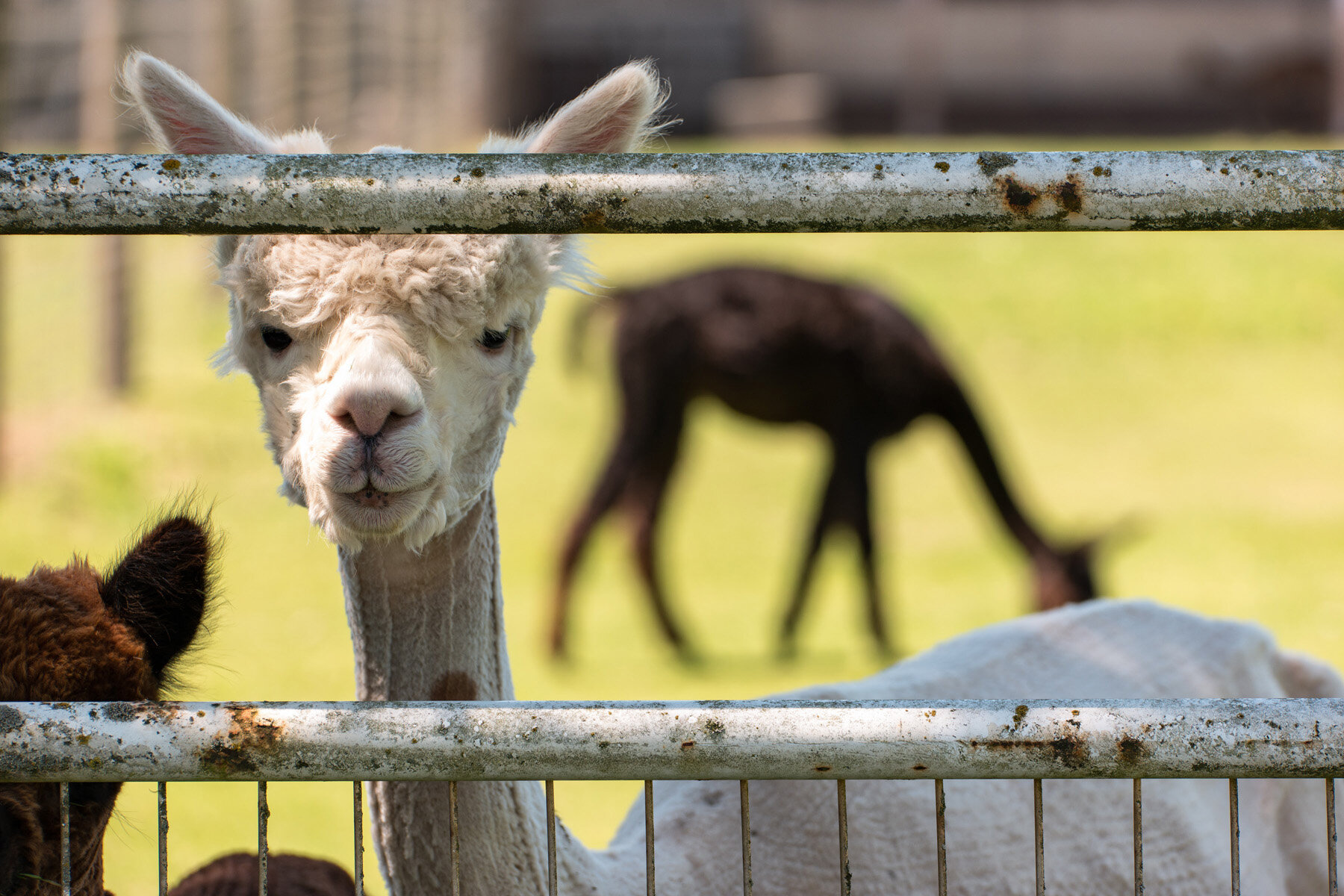 Wasim Muklashy Photography_Oakwood Gardens Alpaca_Oregon_104.jpg