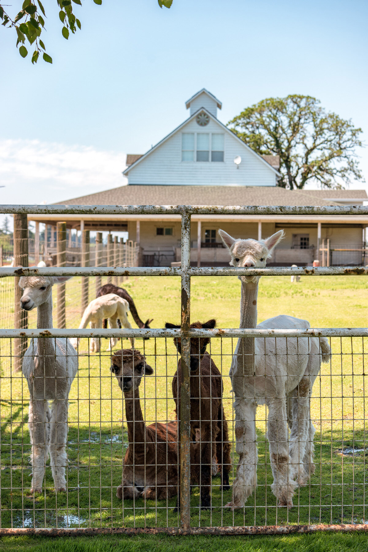 Bergdorf Goodman Partners With Alpaca del Peru for Curated Pop-up – WWD