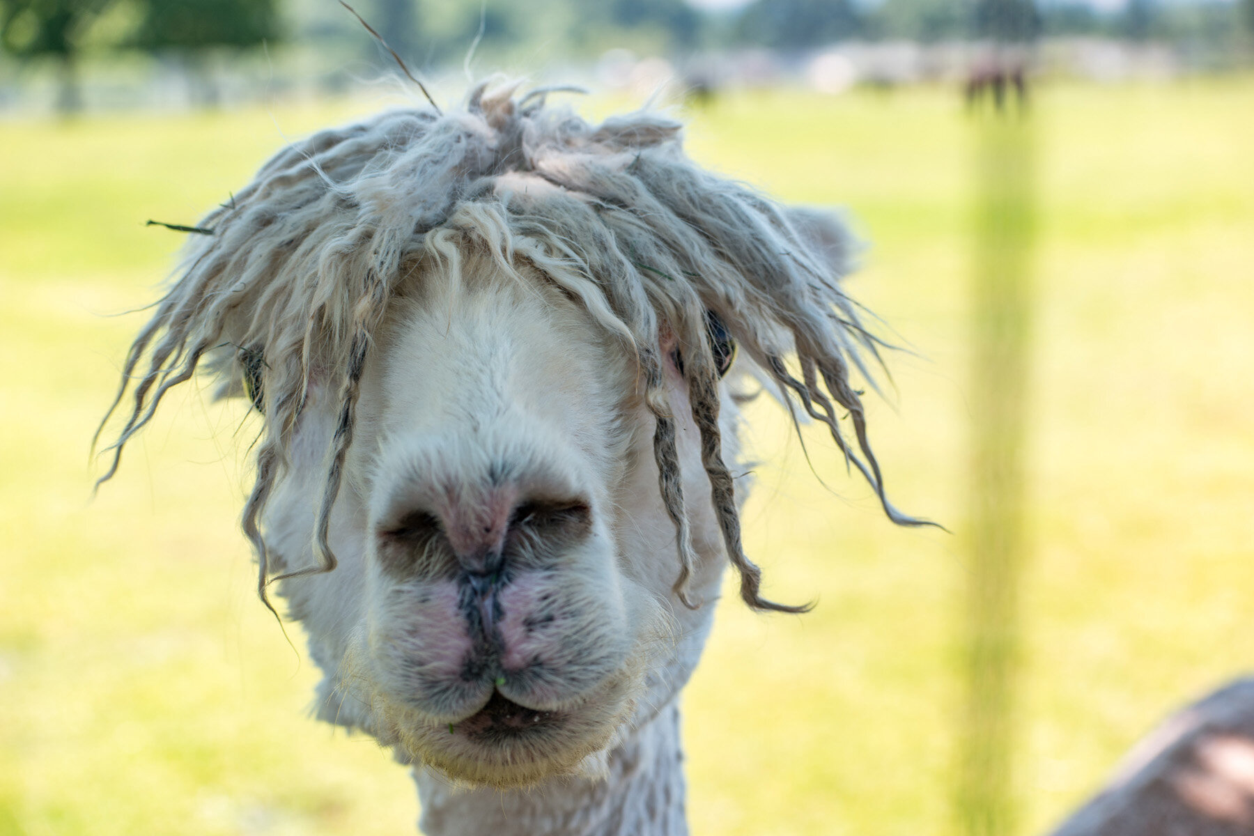 Wasim Muklashy Photography_Oakwood Gardens Alpaca_Oregon_106.jpg