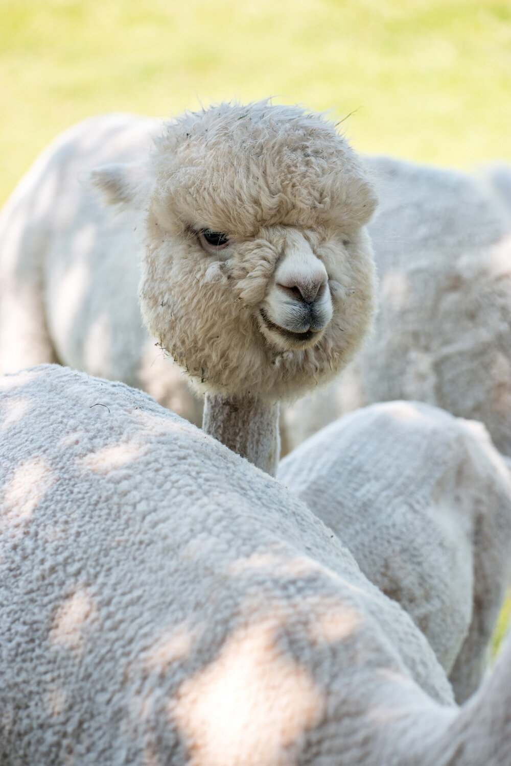 Wasim Muklashy Photography_Oakwood Gardens Alpaca_Oregon_107.jpg