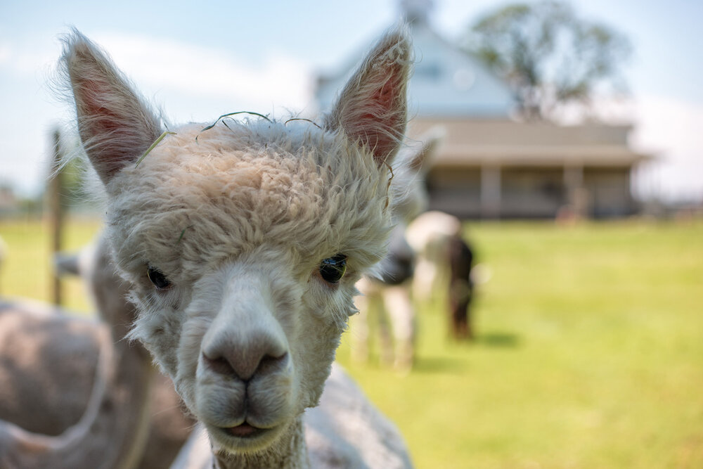 Wasim Muklashy Photography_Oakwood Gardens Alpaca_Oregon_109.jpg