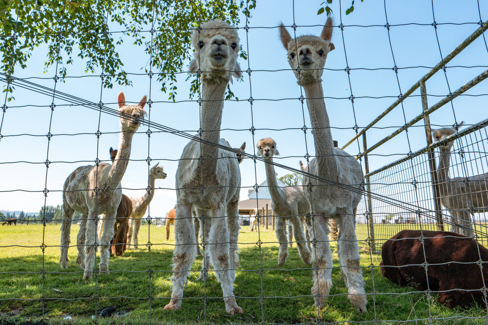 Wasim Muklashy Photography_Oakwood Gardens Alpaca_Oregon_110.jpg