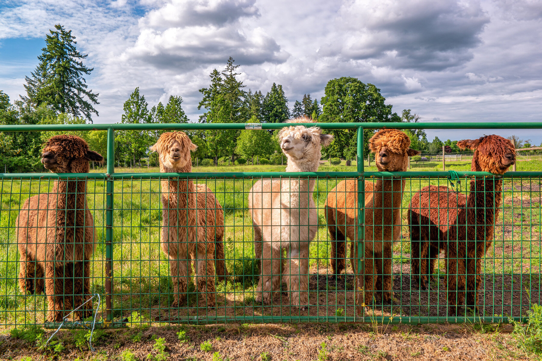 Wasim Muklashy Photography_Oakwood Gardens Alpaca_Oregon_112.jpg