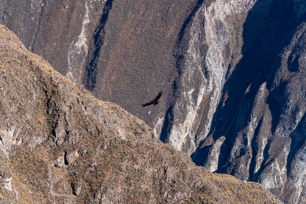 036_Wasim Muklashy Photography_Andes Mountains_Peru_Quechua Benefit_Colca Canyon_Condor Cross.jpg