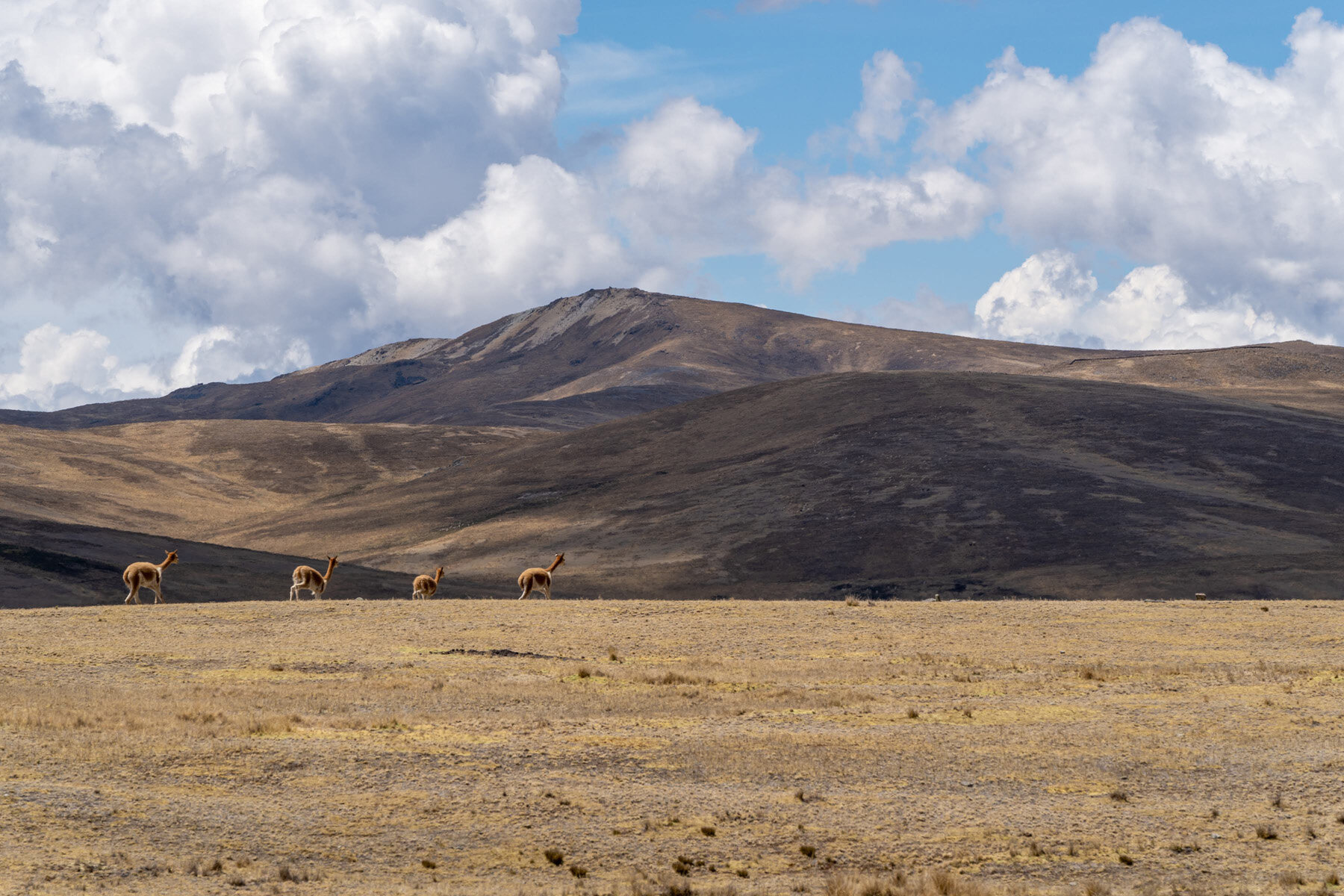 054_Wasim Muklashy Photography_Andes Mountains_Peru_Quechua Benefit_Picotani_Vicuna Chaccu.jpg