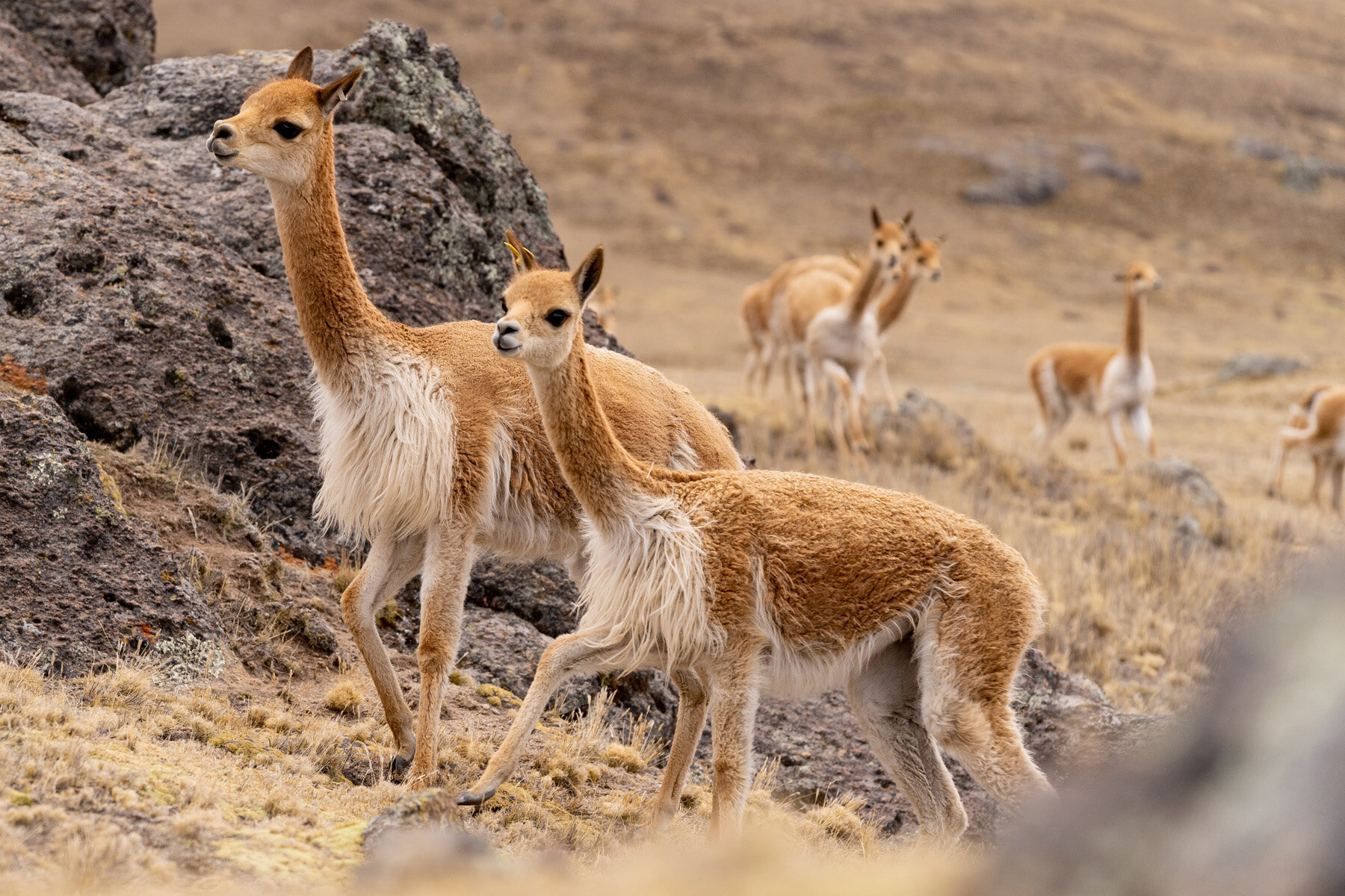 058_Wasim Muklashy Photography_Andes Mountains_Peru_Quechua Benefit_Picotani_Vicuna Chaccu.jpg