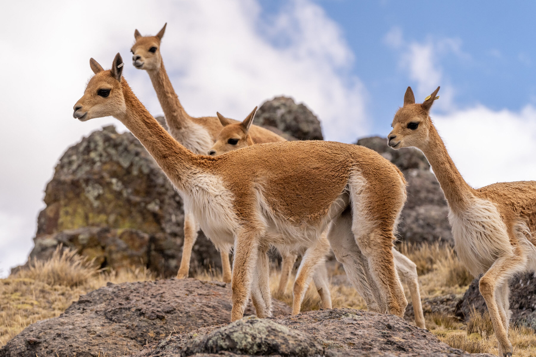 072_Wasim Muklashy Photography_Andes Mountains_Peru_Quechua Benefit_Picotani_Vicuna Chaccu.jpg