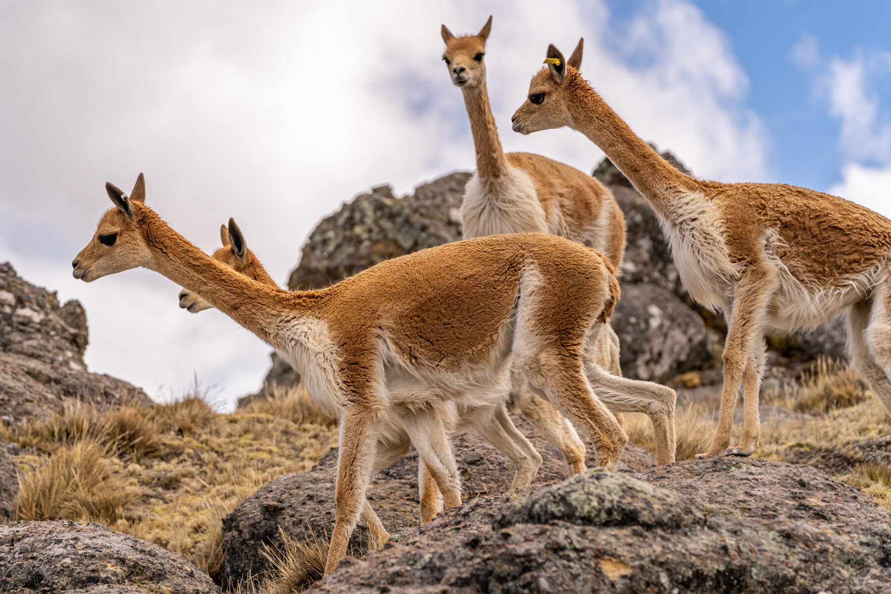 073_Wasim Muklashy Photography_Andes Mountains_Peru_Quechua Benefit_Picotani_Vicuna Chaccu.jpg