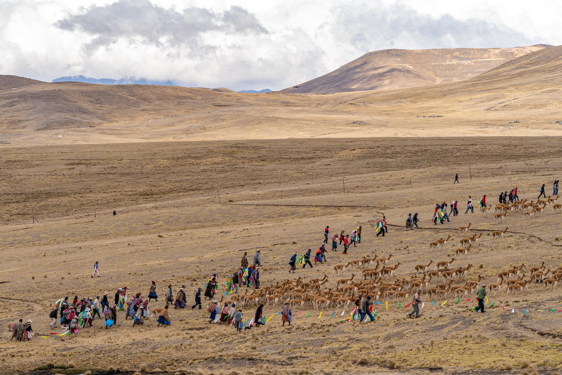 076_Wasim Muklashy Photography_Andes Mountains_Peru_Quechua Benefit_Picotani_Vicuna Chaccu.jpg