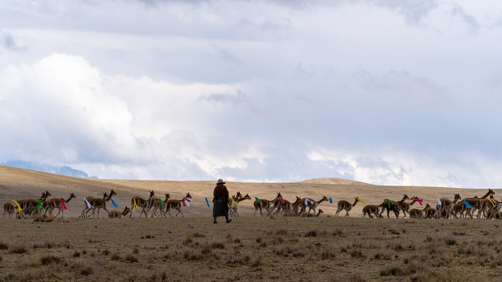 080_Wasim Muklashy Photography_Andes Mountains_Peru_Quechua Benefit_Picotani_Vicuna Chaccu.jpg
