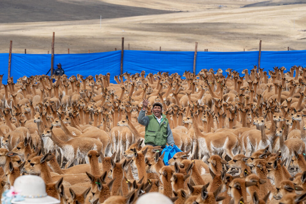 084_Wasim Muklashy Photography_Andes Mountains_Peru_Quechua Benefit_Picotani_Vicuna Chaccu.jpg