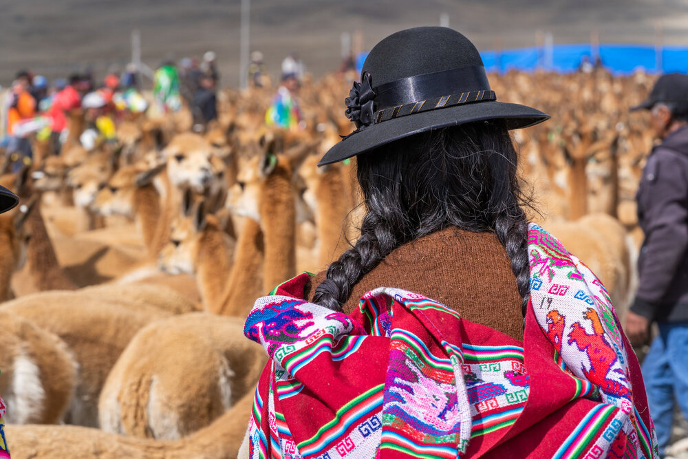 089_Wasim Muklashy Photography_Andes Mountains_Peru_Quechua Benefit_Picotani_Vicuna Chaccu.jpg