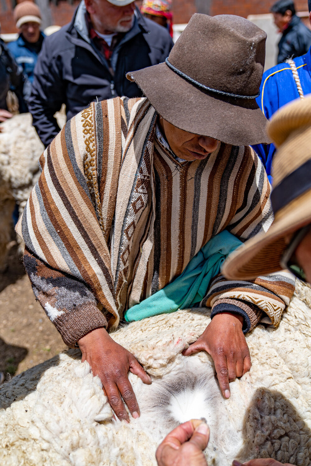 102_Wasim Muklashy Photography_Andes Mountains_Peru_Quechua Benefit_Picotani_Spar_Macusani_Alpaca.jpg