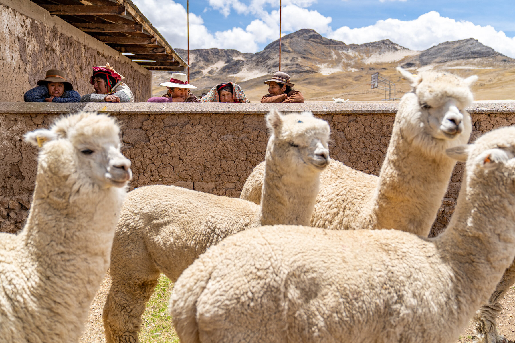 107_Wasim Muklashy Photography_Andes Mountains_Peru_Quechua Benefit_Picotani_Spar_Macusani_Alpaca.jpg