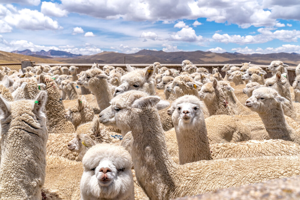 110_Wasim Muklashy Photography_Andes Mountains_Peru_Quechua Benefit_Picotani_Spar_Macusani_Alpaca.jpg