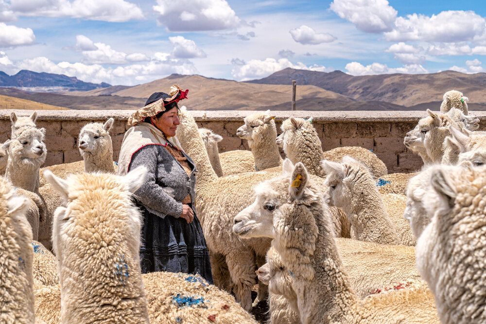 112_Wasim Muklashy Photography_Andes Mountains_Peru_Quechua Benefit_Picotani_Spar_Macusani_Alpaca.jpg