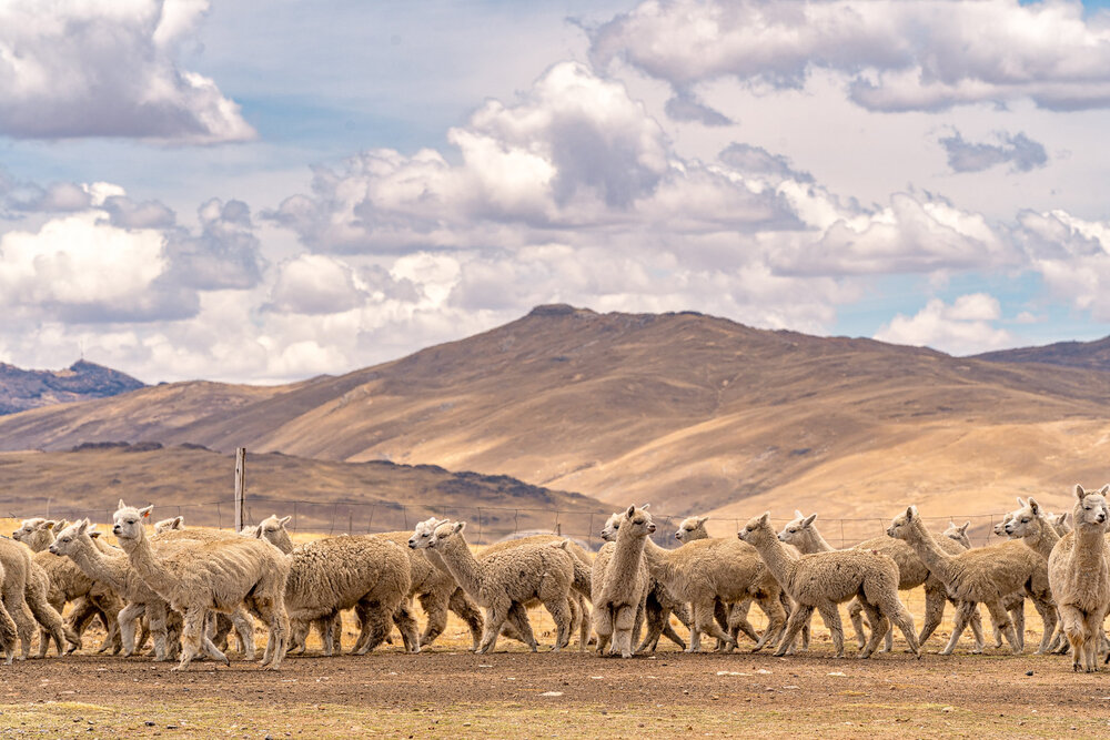 119_Wasim Muklashy Photography_Andes Mountains_Peru_Quechua Benefit_Picotani_Spar_Macusani_Alpaca.jpg