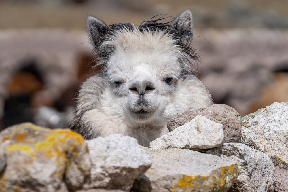 125_Wasim Muklashy Photography_Andes Mountains_Peru_Quechua Benefit_Picotani_Spar_Macusani_Alpaca.jpg