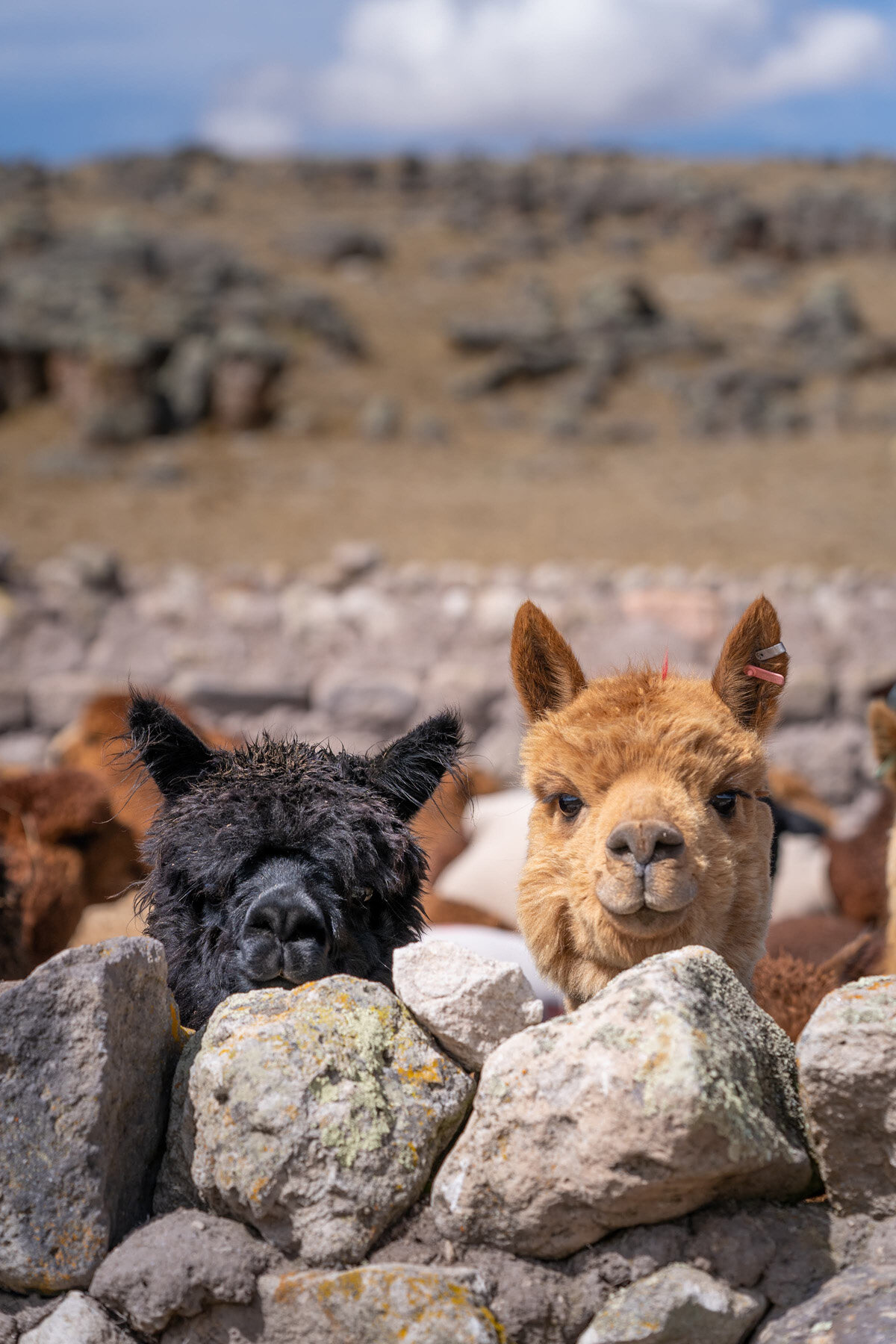 129_Wasim Muklashy Photography_Andes Mountains_Peru_Quechua Benefit_Picotani_Spar_Macusani_Alpaca.jpg