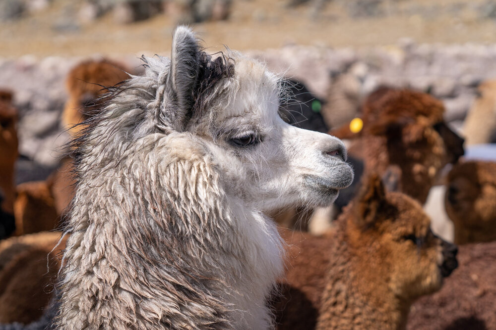 132_Wasim Muklashy Photography_Andes Mountains_Peru_Quechua Benefit_Picotani_Spar_Macusani_Alpaca.jpg