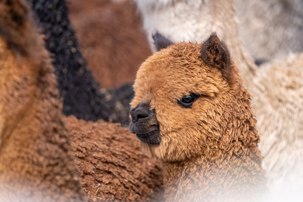 138_Wasim Muklashy Photography_Andes Mountains_Peru_Quechua Benefit_Picotani_Spar_Macusani_Alpaca.jpg