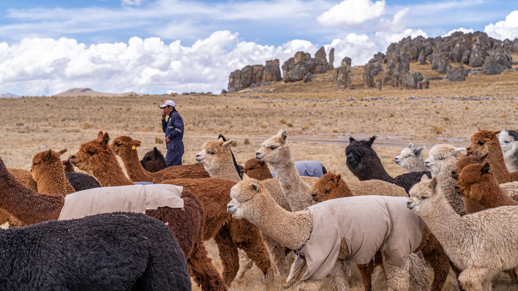 148_Wasim Muklashy Photography_Andes Mountains_Peru_Quechua Benefit_Picotani_Spar_Macusani_Alpaca.jpg