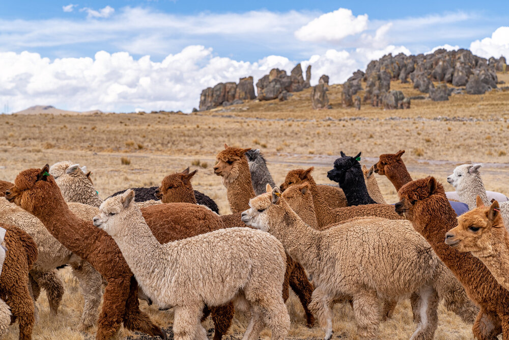 150_Wasim Muklashy Photography_Andes Mountains_Peru_Quechua Benefit_Picotani_Spar_Macusani_Alpaca.jpg